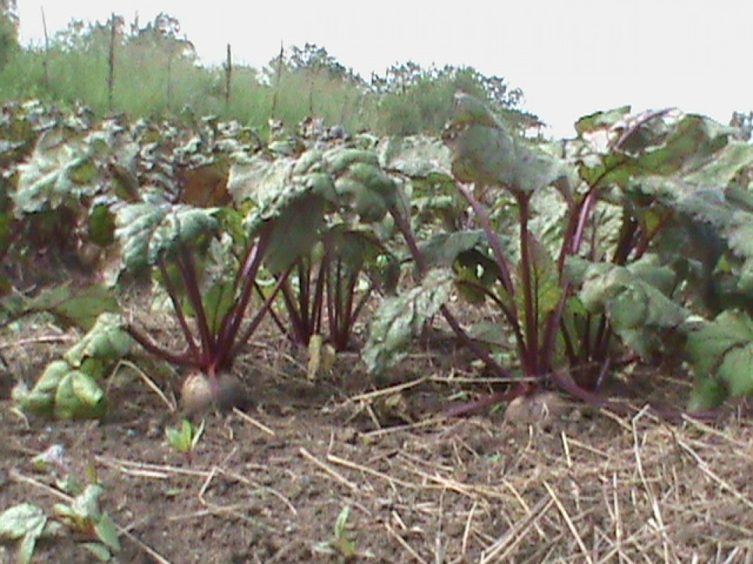 Beetroot from Tanzania